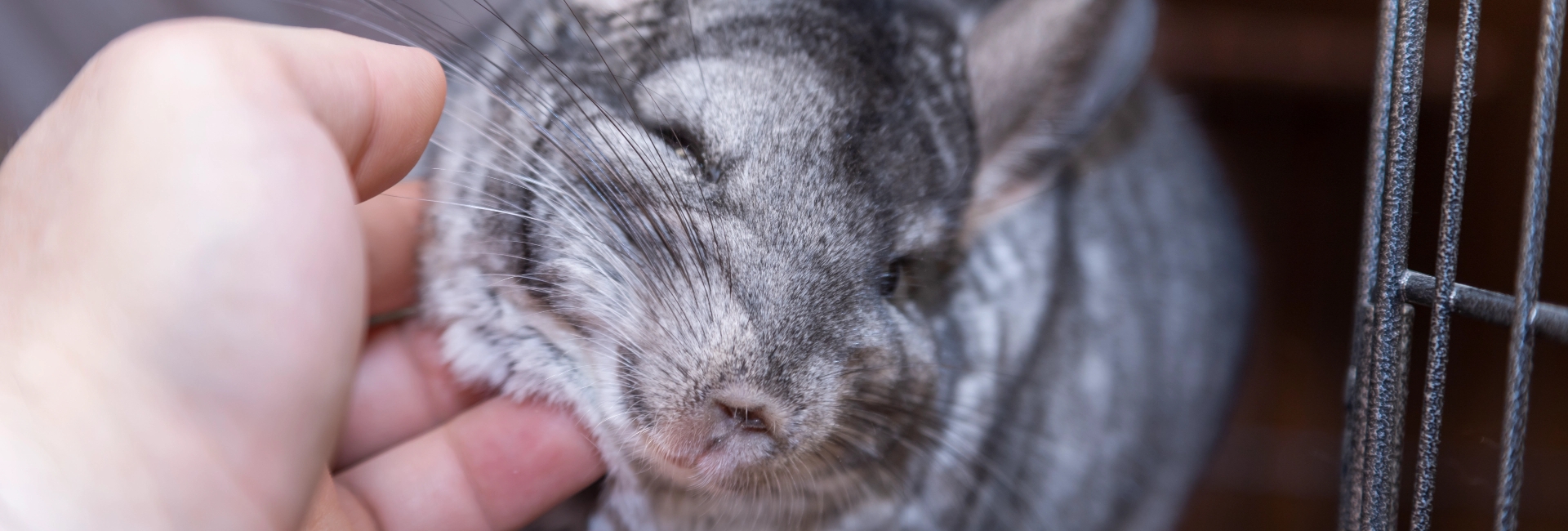 Alles für Tiere - Jobangebote Header Alles für Tiere - Jobangebote